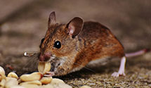 24 Hour & Emergency Exterminators in Klemme, IA